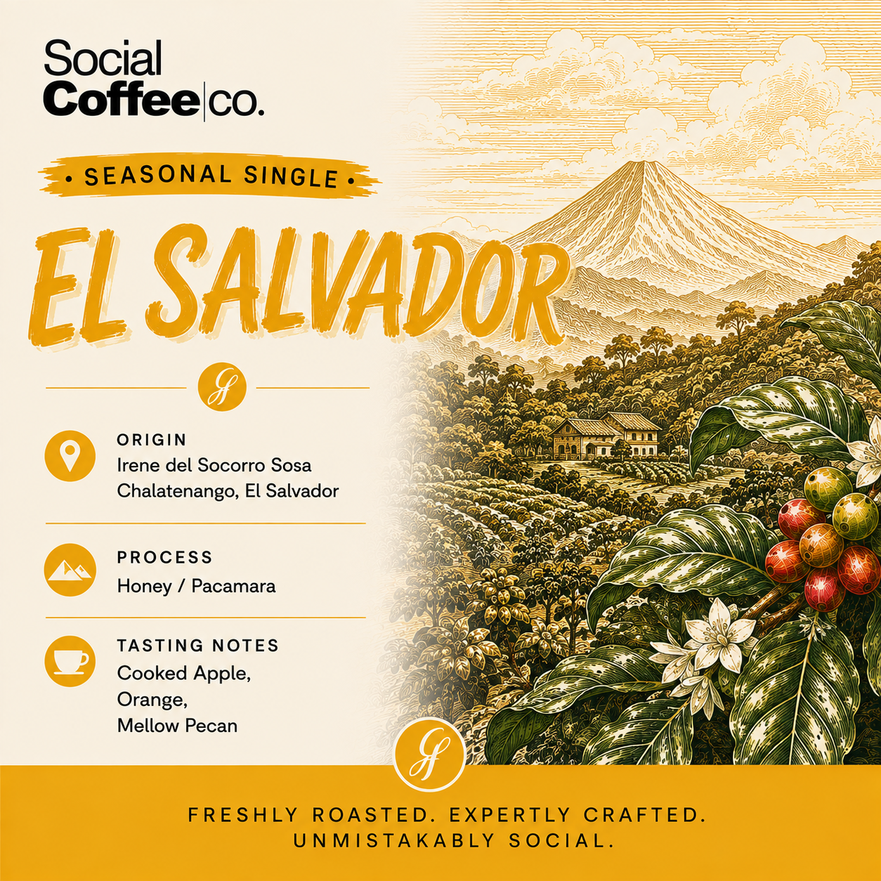 Single Origin EL Salvador - Filter Roast